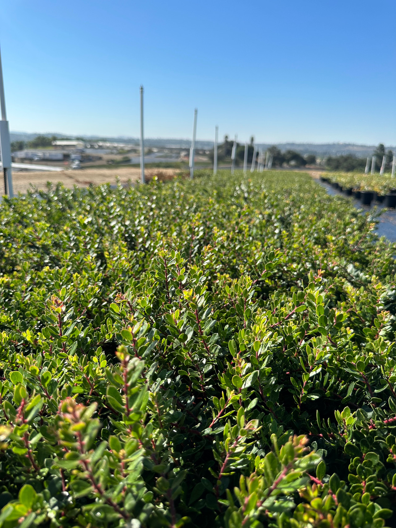 Emerald Carpet Manzanita