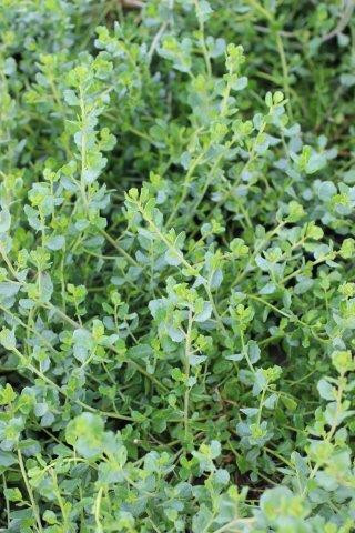 Pigeon Point Dwarf Coyote Brush