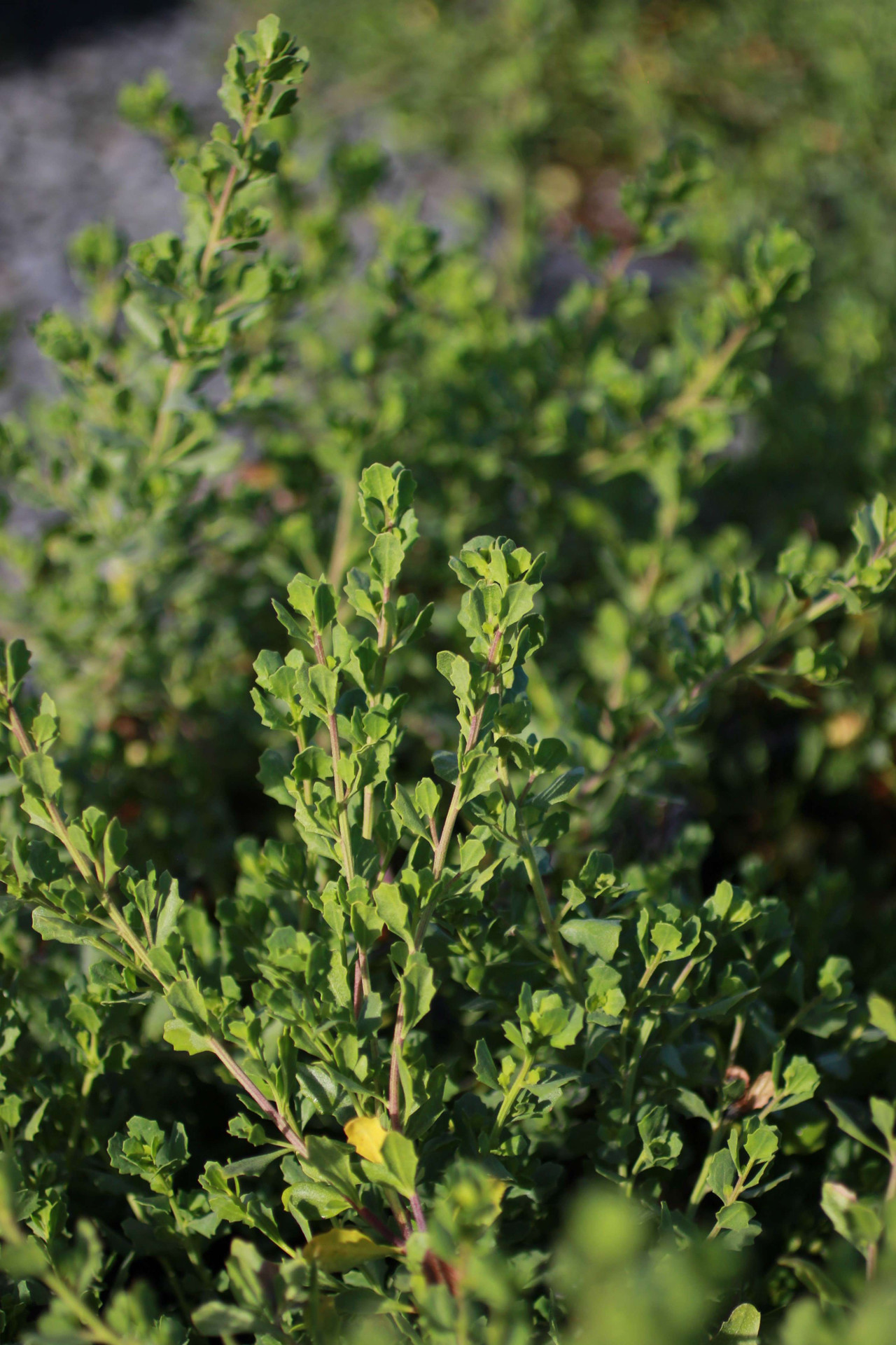Pigeon Point Dwarf Coyote Brush