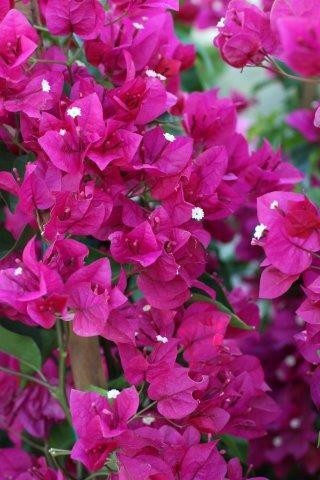 Bougainvillea 'California Gold' - Devil Mountain Wholesale Nursery