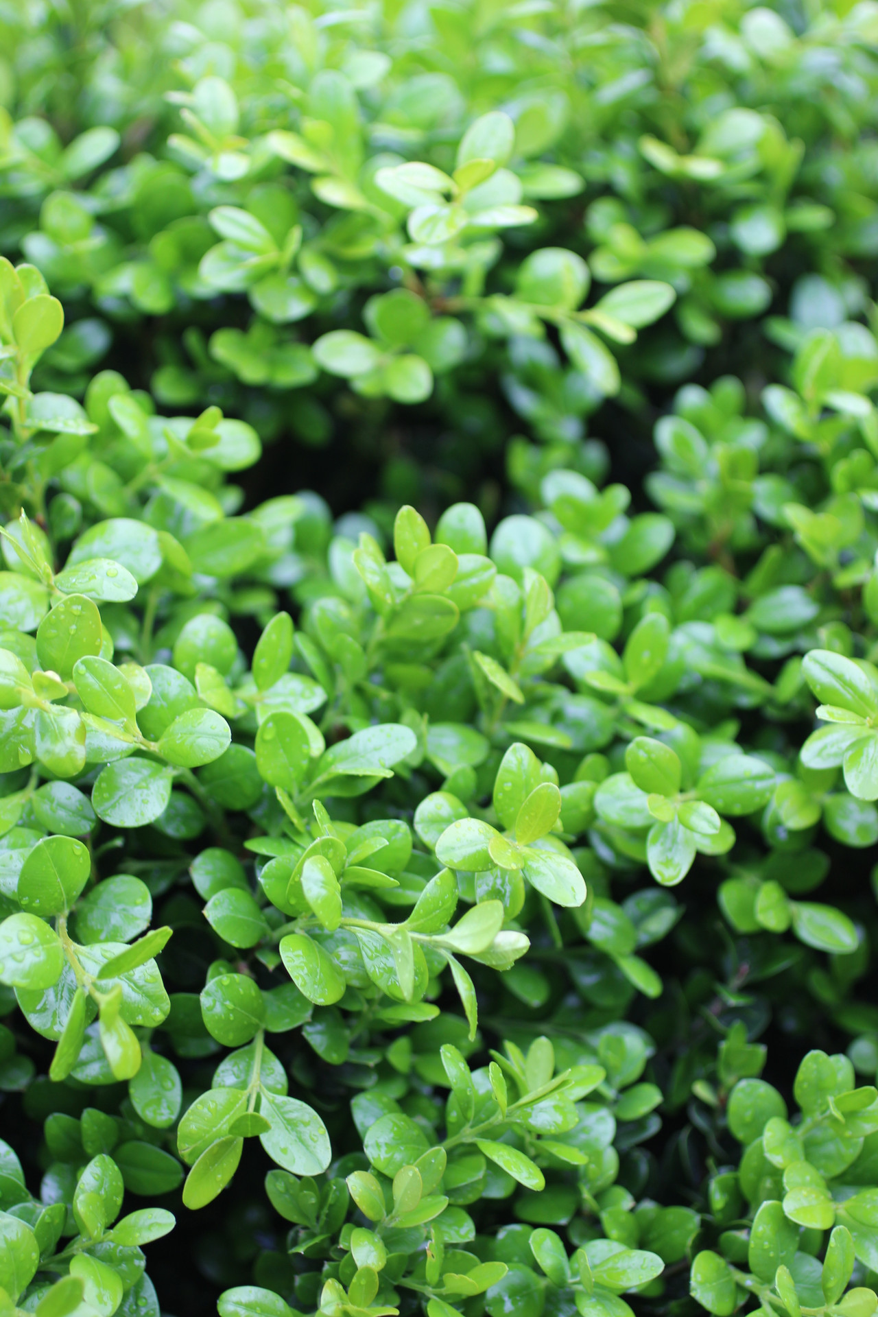Green Beauty Japanese Boxwood