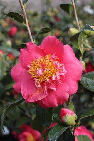 camellia-japonica-mathotiana-supreme-red-devil-mountain-wholesale