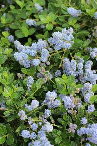 Yankee Point California Lilac