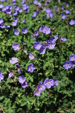Rozanne Cranesbill, Hardy Geranium