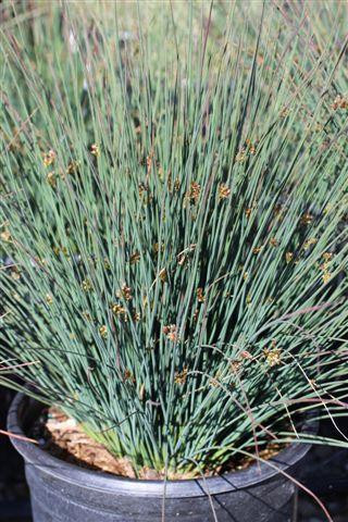 California Gray Rush, Common Rush