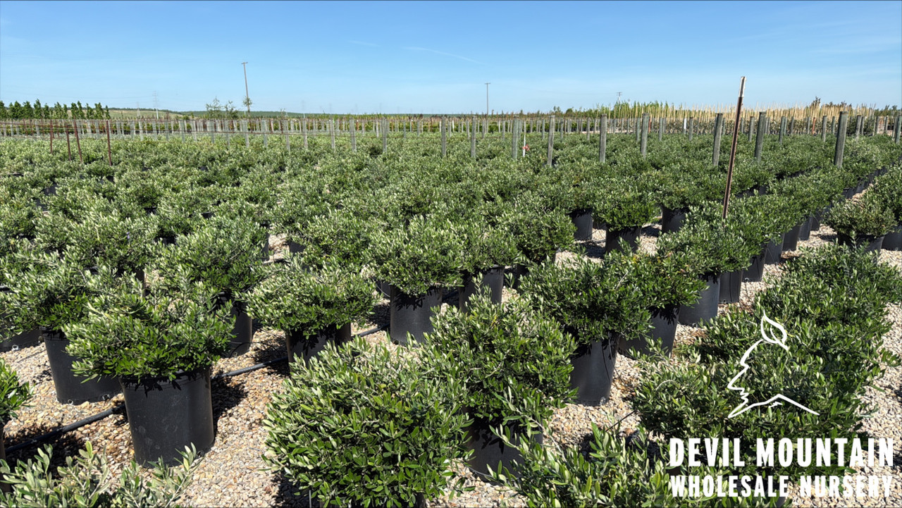 Little Ollie® Dwarf Olive