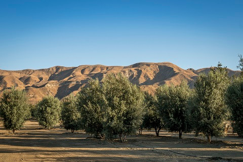 Swan Hill Olives® Tree