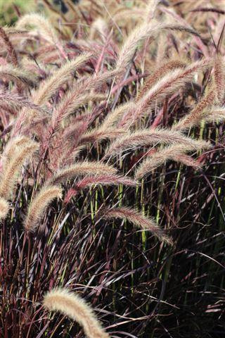 Purple Fountain Grass