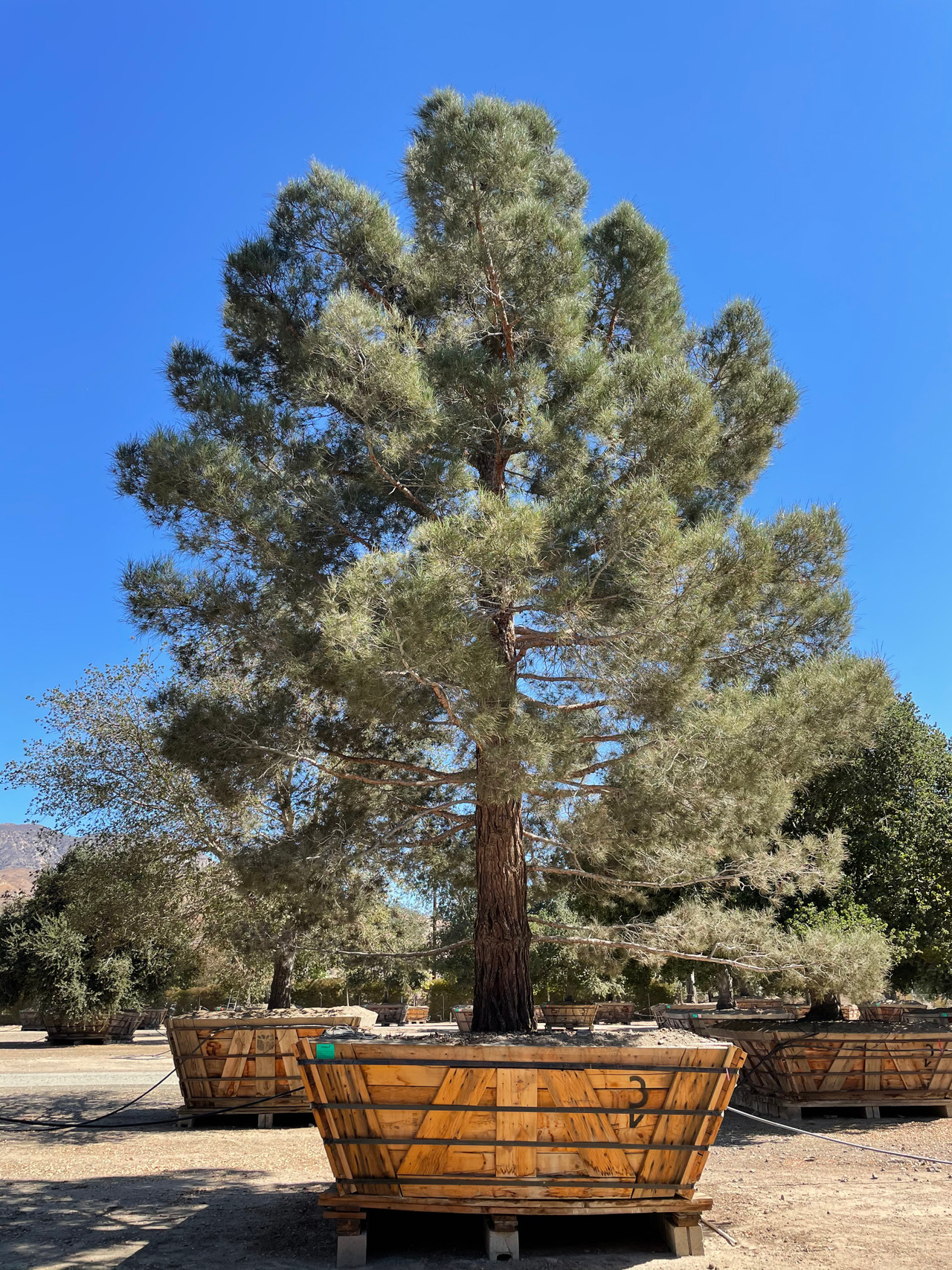 Pinus eldarica - Devil Mountain Wholesale Nursery