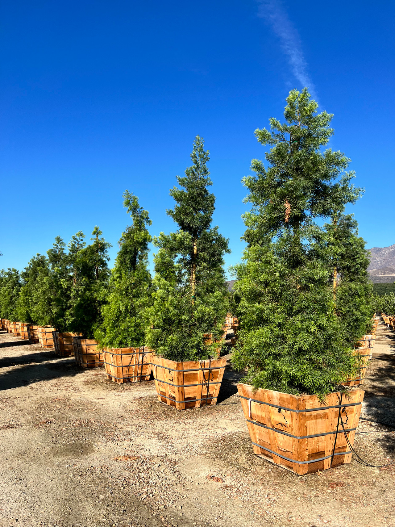 Fern Pine