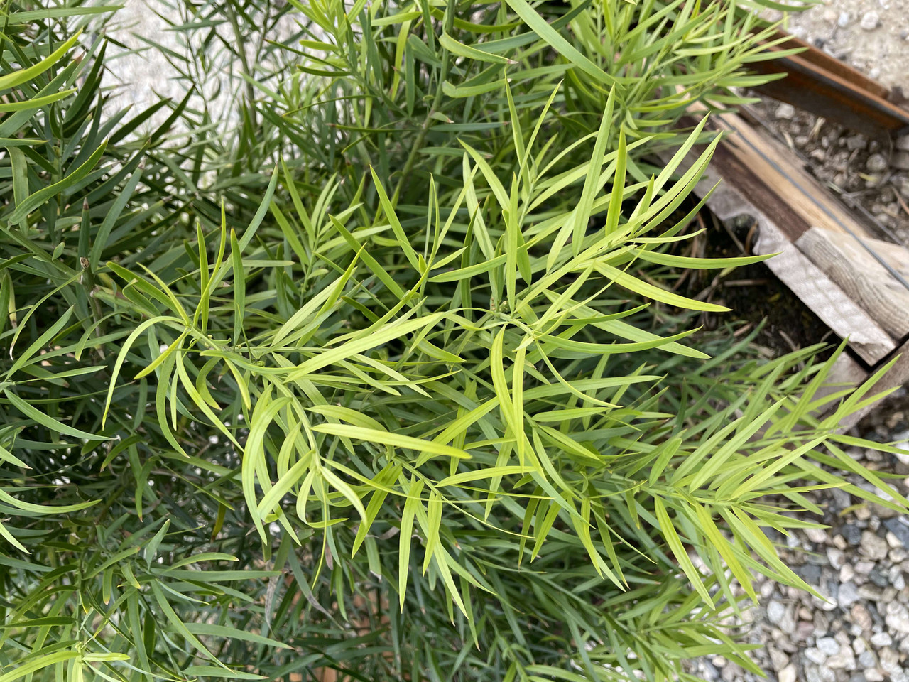 Fern Pine