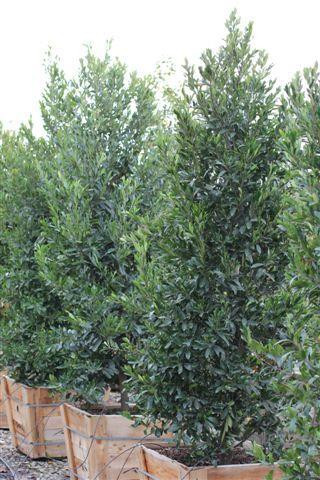 Bright 'N Tight Carolina Cherry Laurel