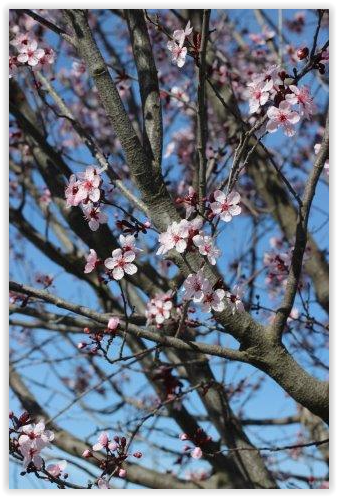Krauter Vesuvius Flowering Plum