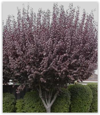 Krauter Vesuvius Flowering Plum
