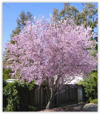 Krauter Vesuvius Flowering Plum