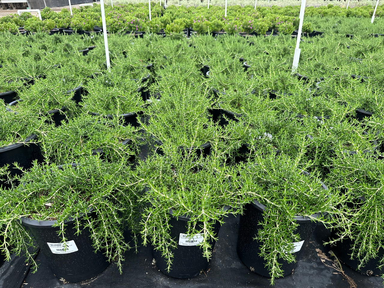 Prostrate Rosemary, Creeping Rosemary