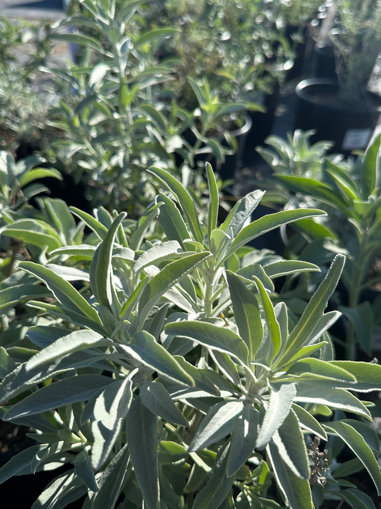 California White Sage, Bee Sage