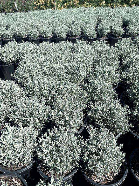 Lavender Cotton