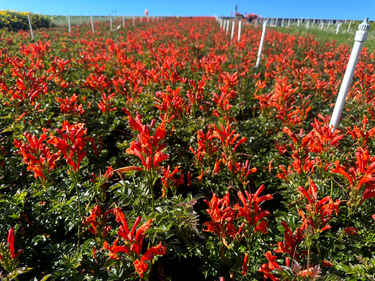 Cape Honeysuckle