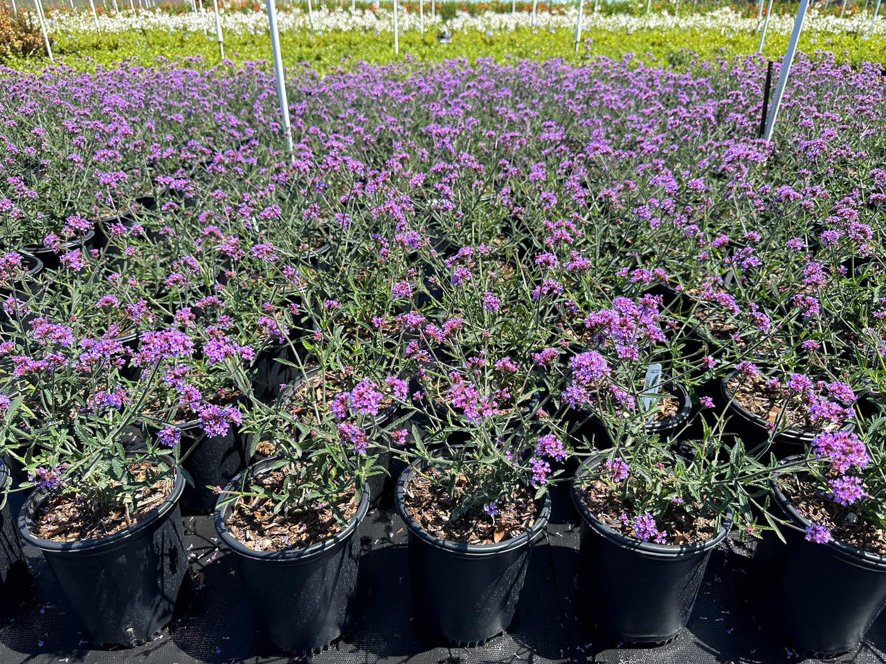 Dwarf Lollipop Verbena, Verbain