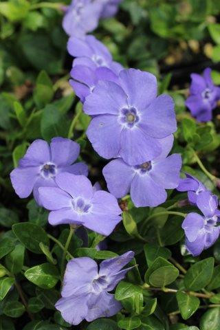 Dwarf Periwinkle, Creeping Myrtle