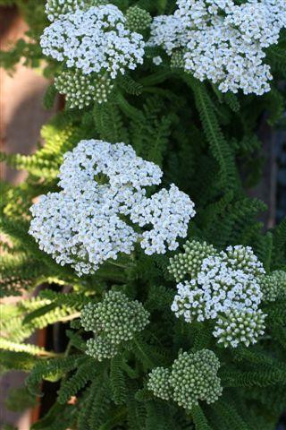 Sonoma Coast Common Yarrow, Milfoil