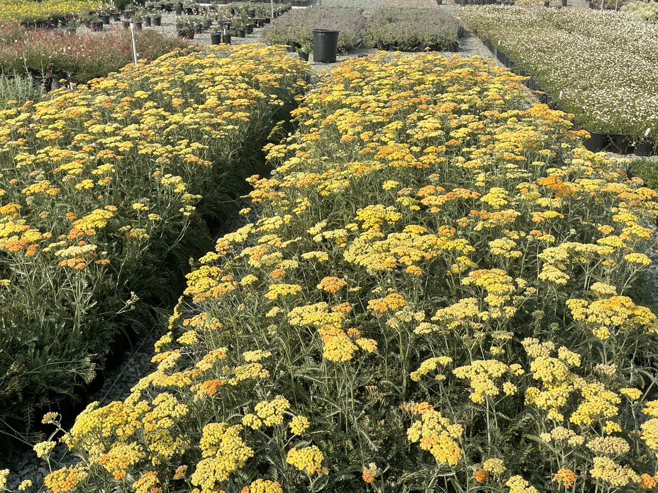 Terracotta Common Yarrow, Milfoil