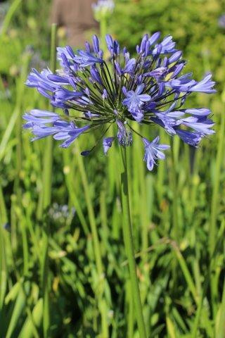 Blue Lily of the Nile