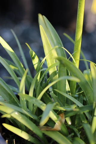 Peter Pan Dwarf Lily of the Nile