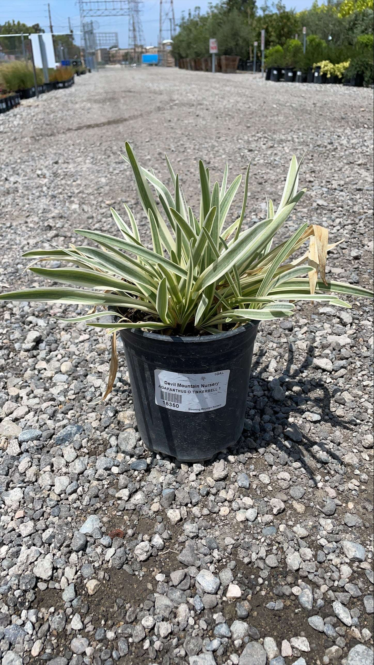 Dwarf Variegated Lily of the Nile