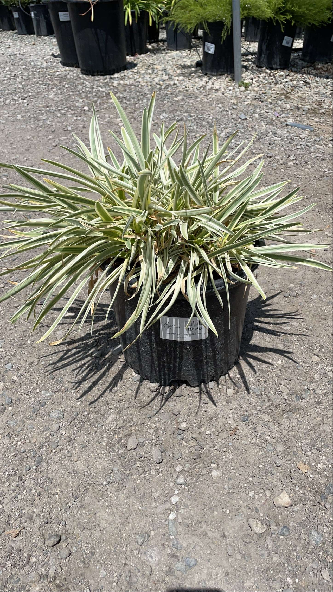Dwarf Variegated Lily of the Nile