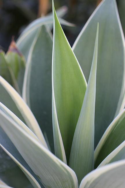 Ray of Light Fox Tail Agave
