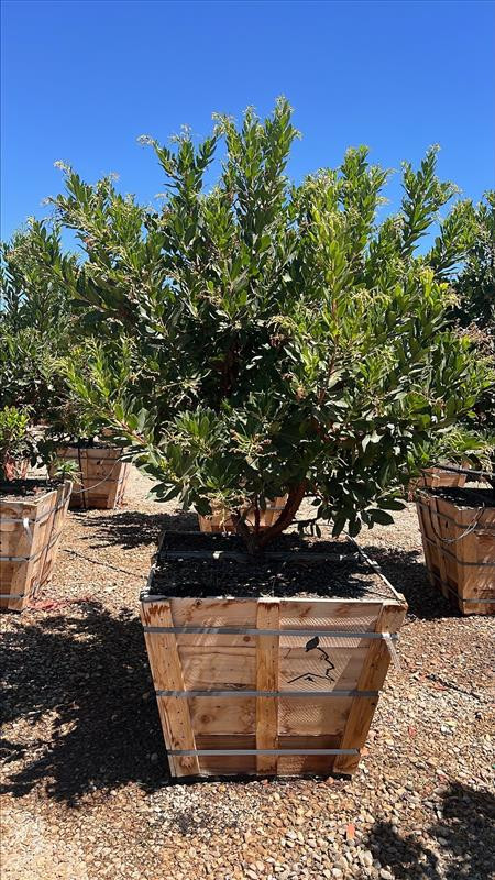 Marina Strawberry Tree