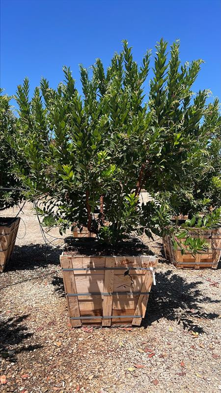 Marina Strawberry Tree
