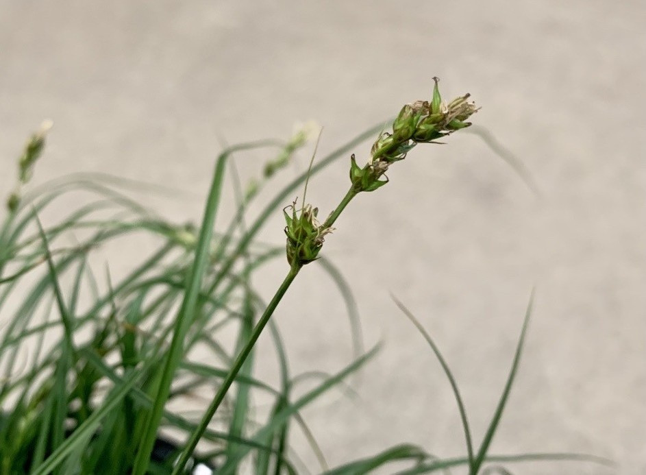 European Grey Sedge, Eurasian Grey Sedge, "Berkeley Sedge"