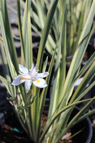 Variegated Fortnight Lily, African Iris, Wild Iris