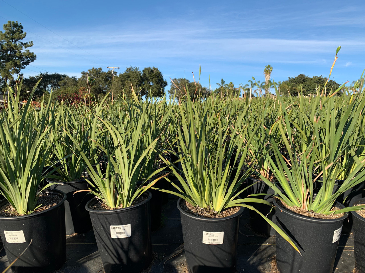 Fortnight Lily, African Iris, Wild Iris