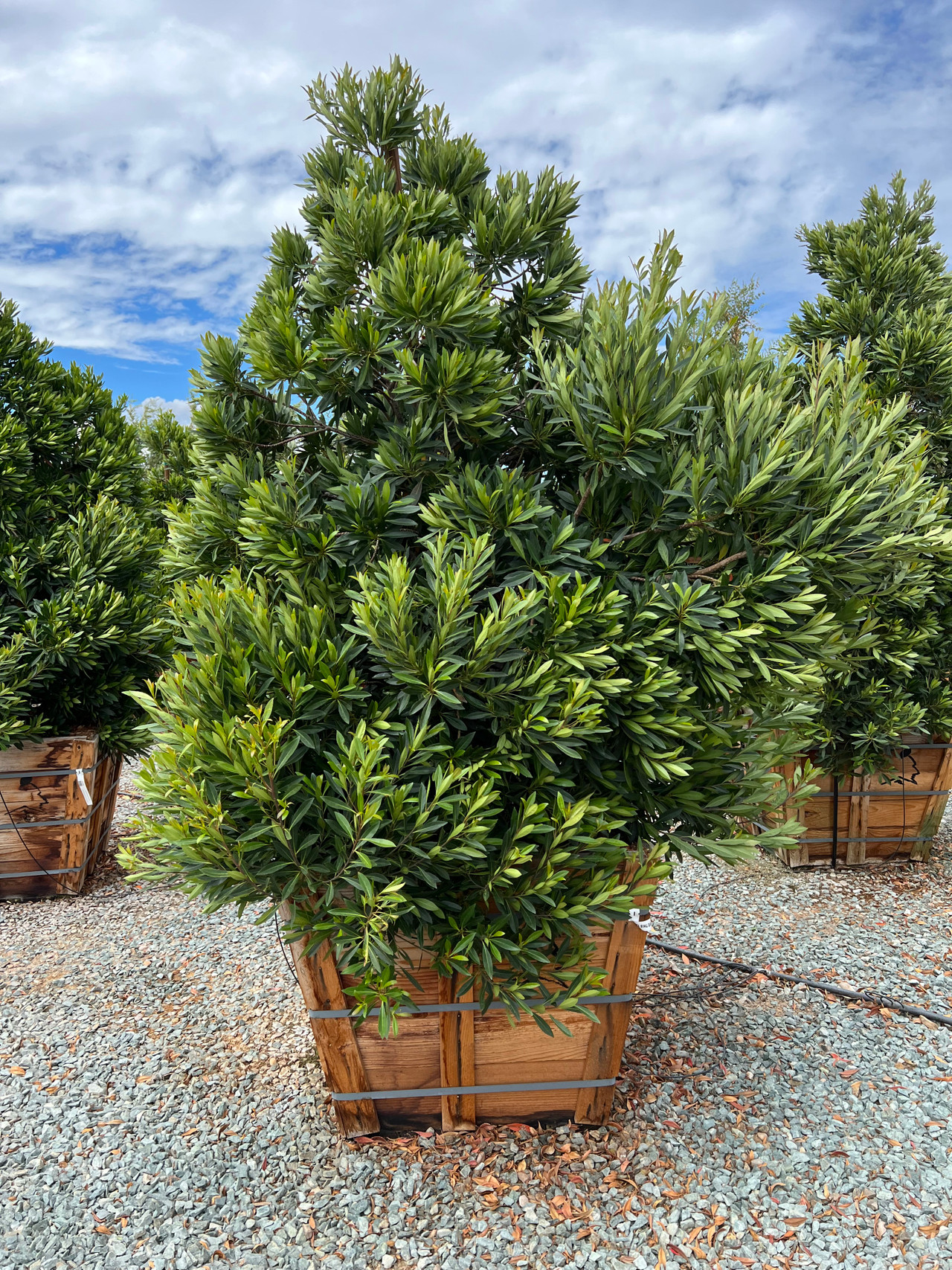 Japanese Blueberry Tree