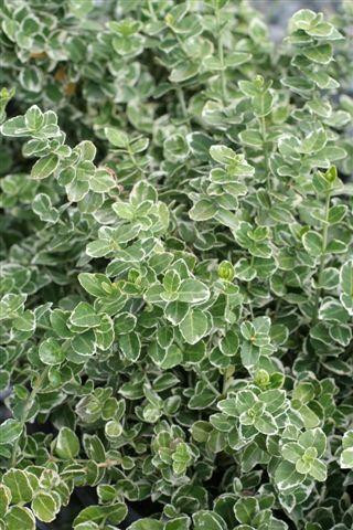 Emerald Gaiety Wintercreeper