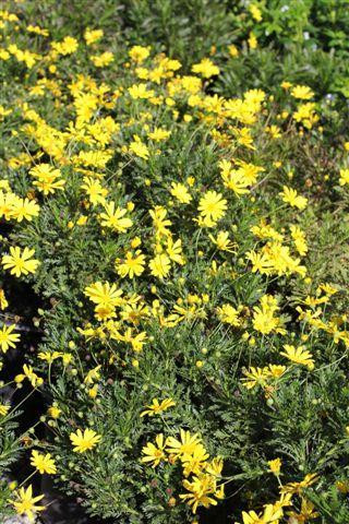 Green Leaved Bush Daisy
