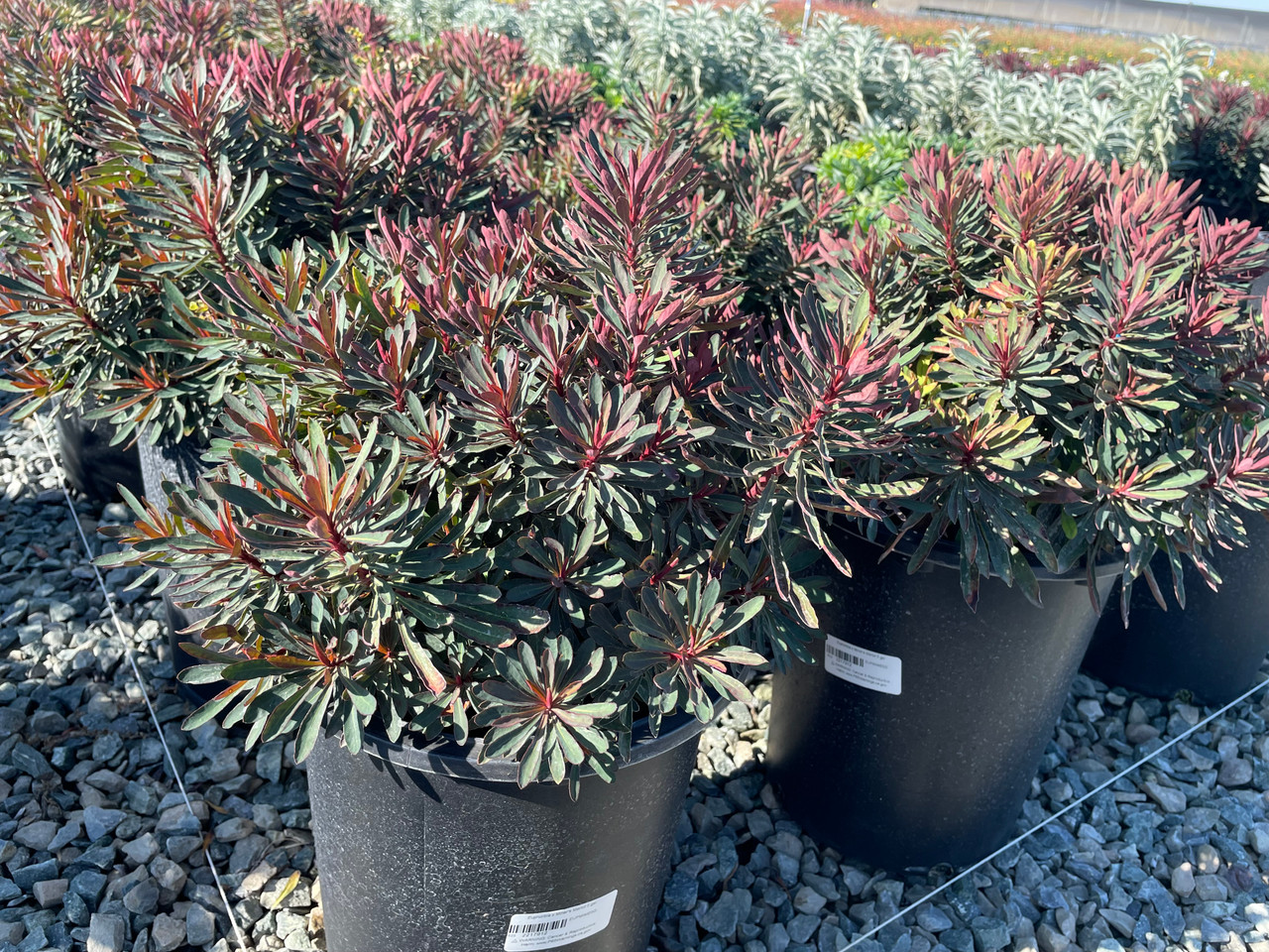 Miner's Merlot Spurge