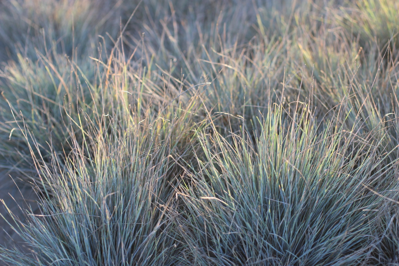 Beyond Blue Common Blue Fescue