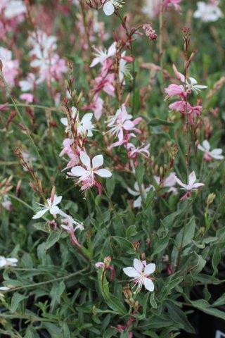 Whirling Butterflies White Beeblossom