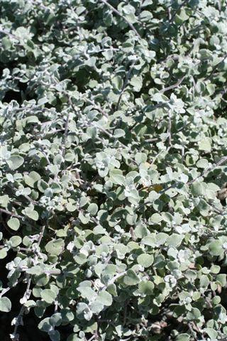 Licorice Plant