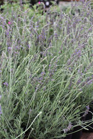 Sweet Lavender