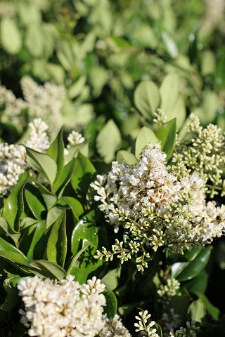 Waxleaf Privet