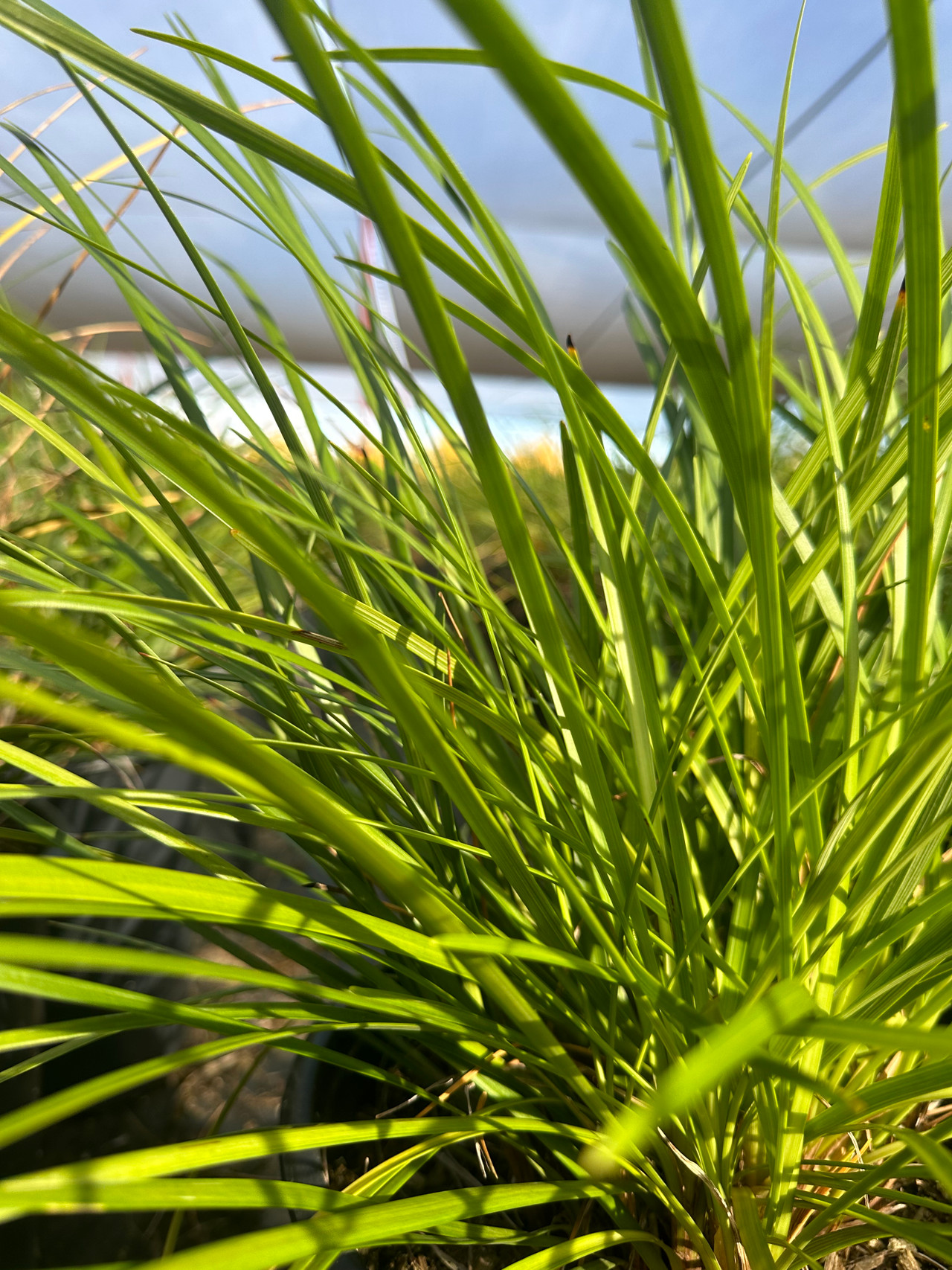 Giant Lily Turf