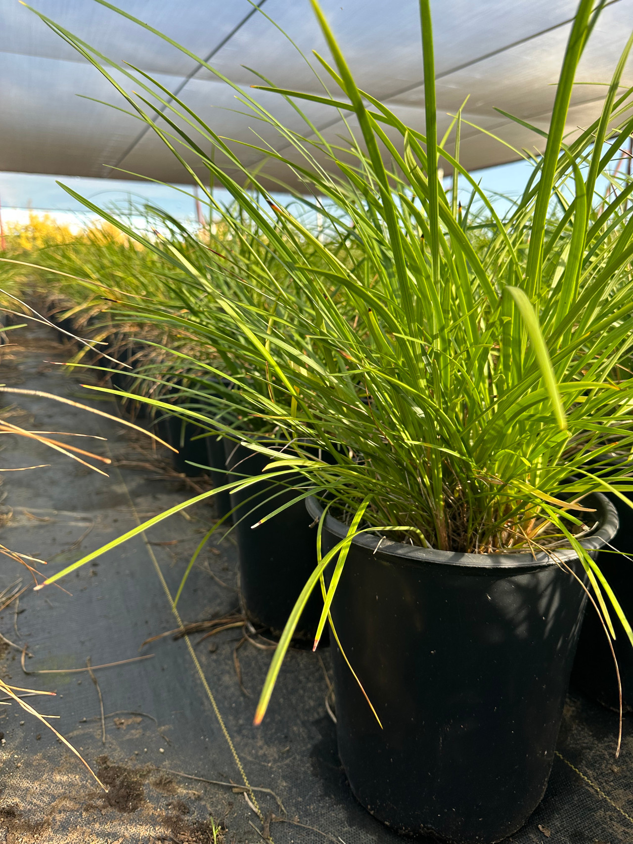 Giant Lily Turf