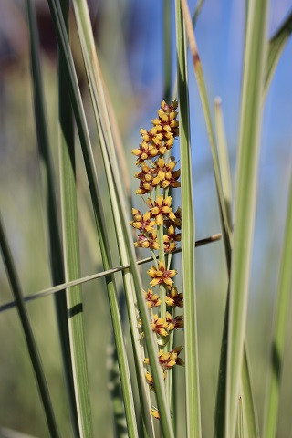 Variegated Dwarf Mat Rush