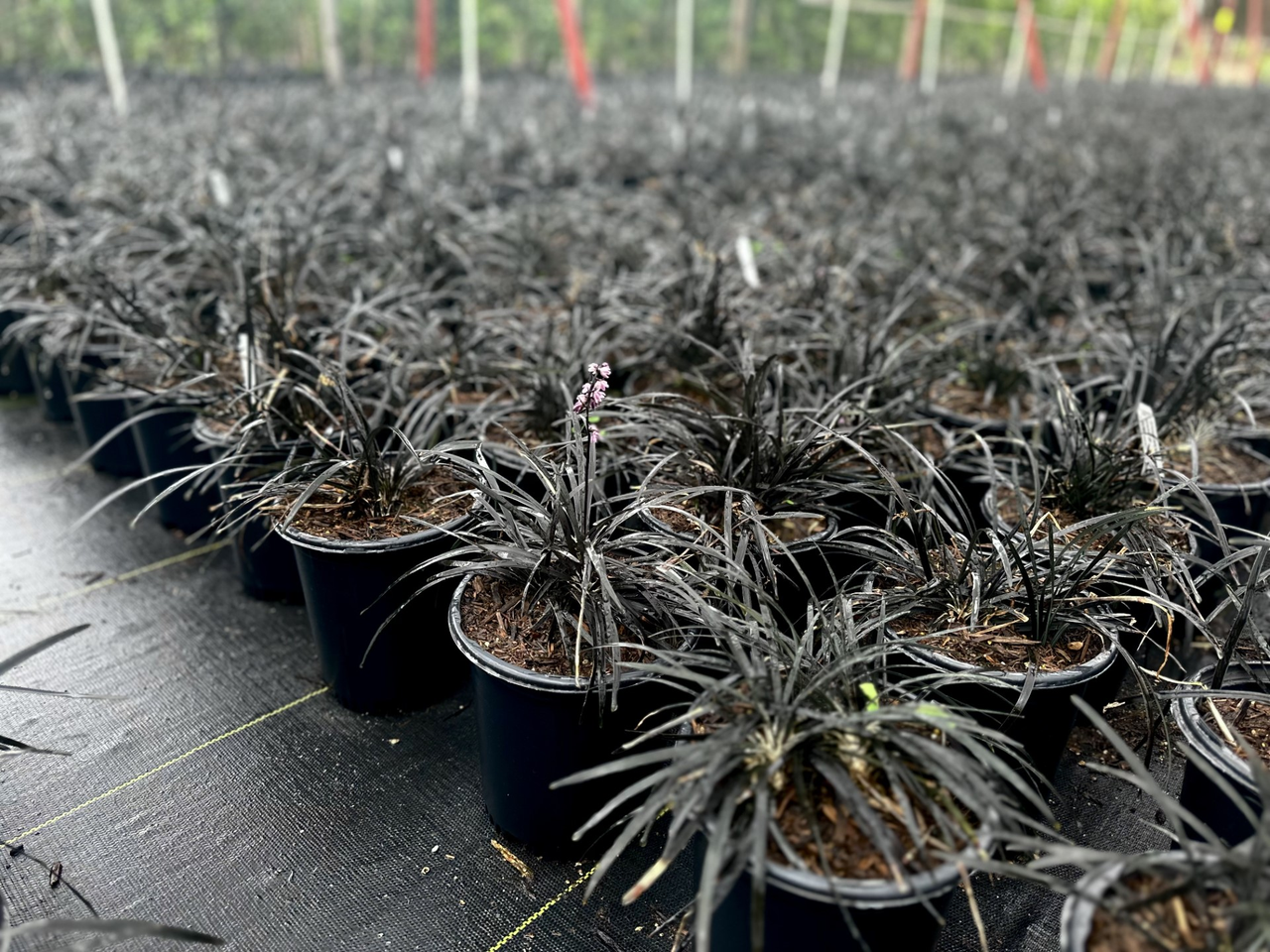 Black Mondo Grass, Black Lily-Turf